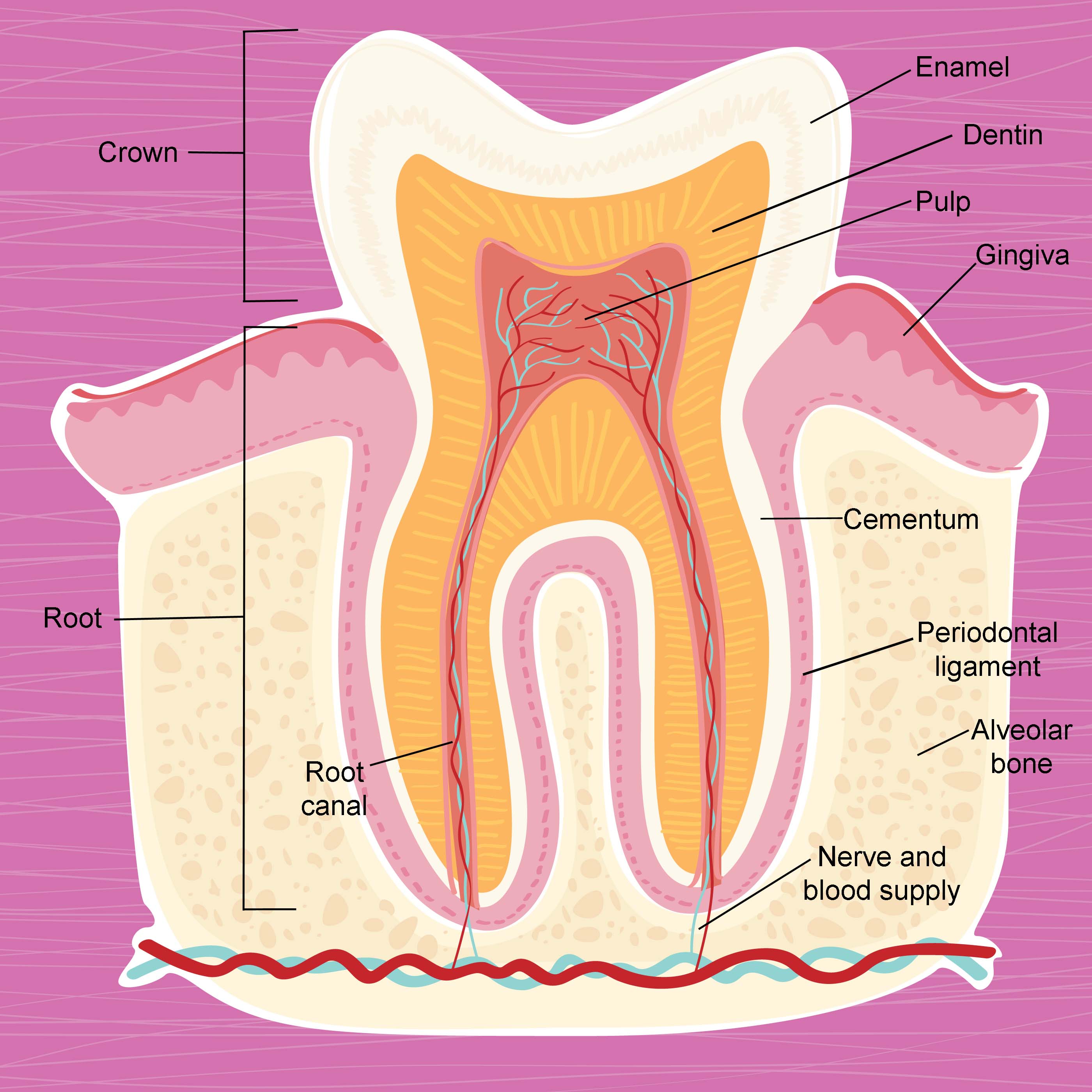 tooth anatomy