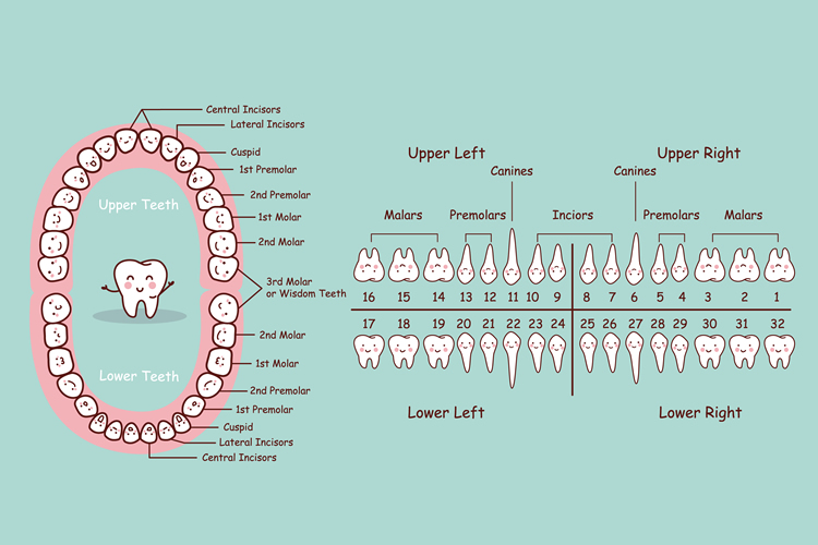 tooth chart