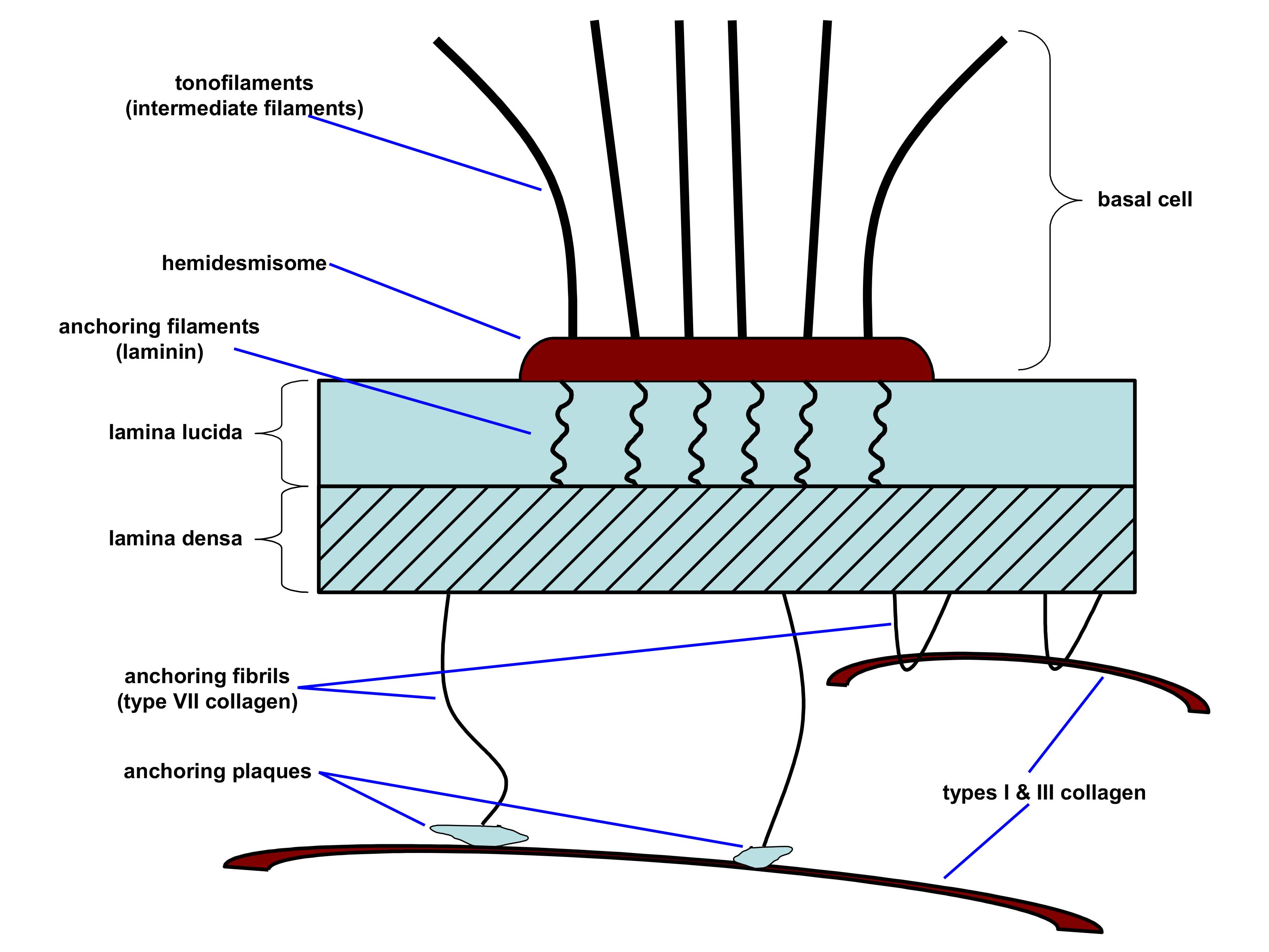illustration of the basement membrane zone