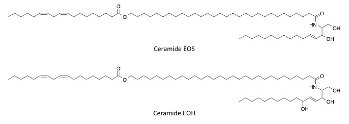 molecular structure of ceramides