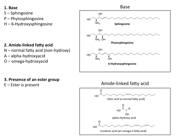 diagram of ceramide nomenclature