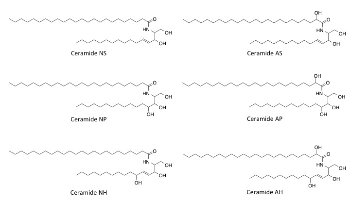 molecular structures of ceramides