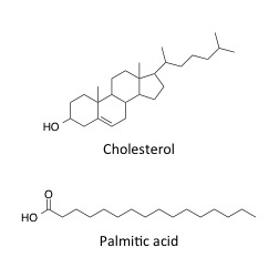molecular structure of cholesterol and palmitic acid