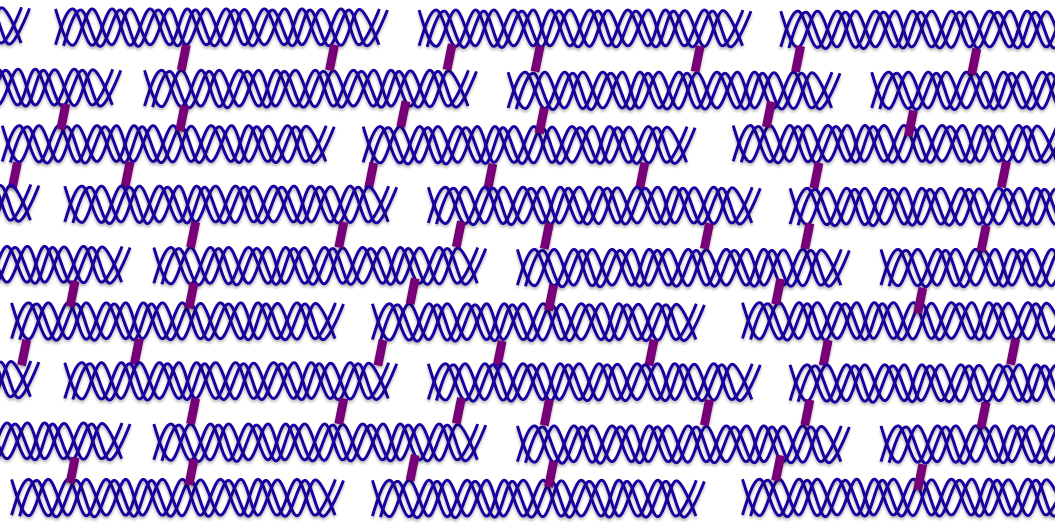 arrangement of collagen fibers