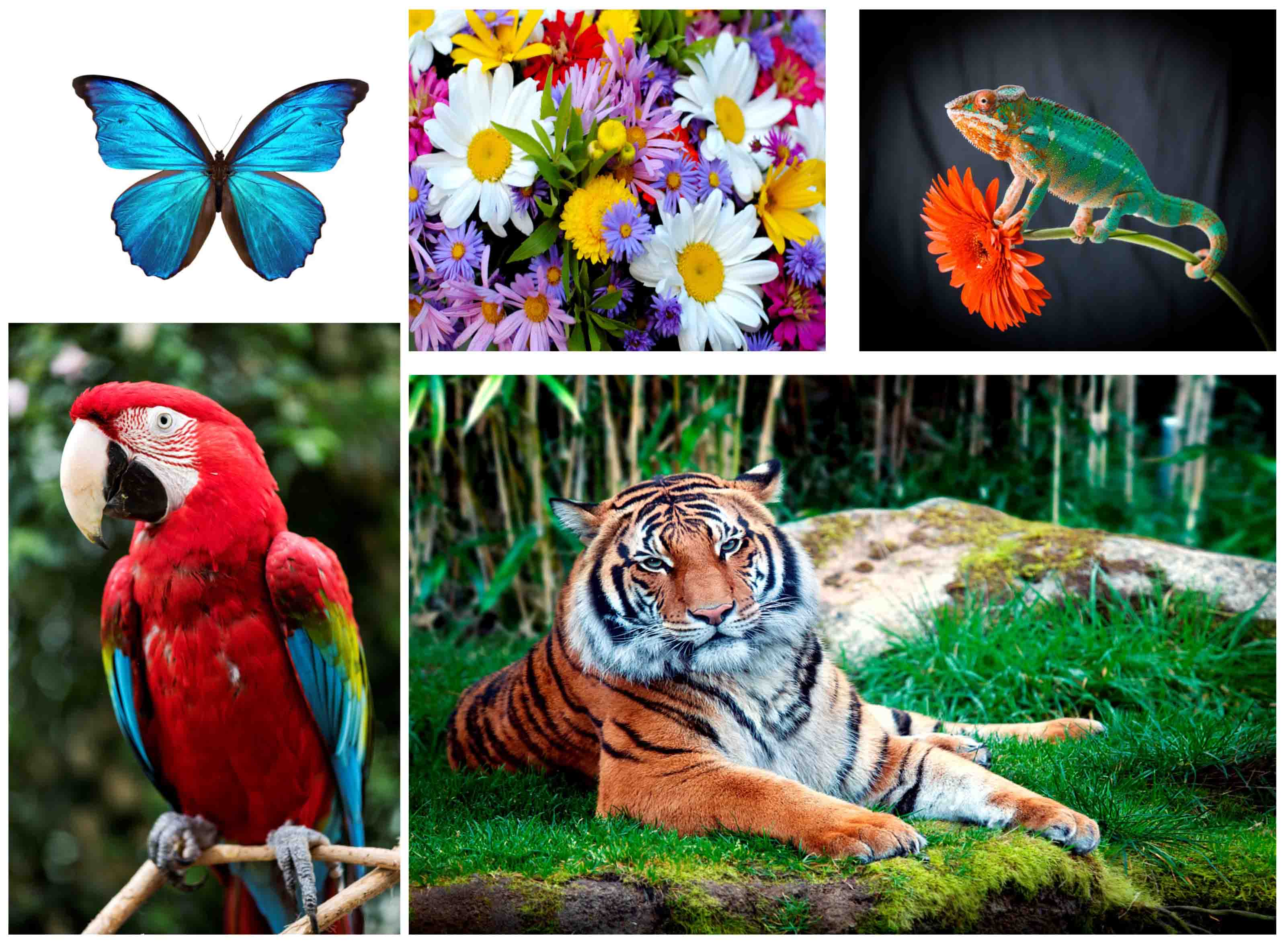 photographs of tiger, chameleon, butterfly, flowers, and parrot.