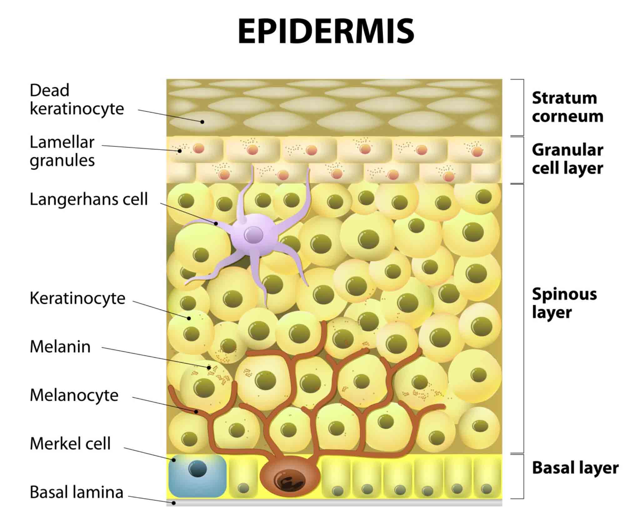 illustration of the epidermis