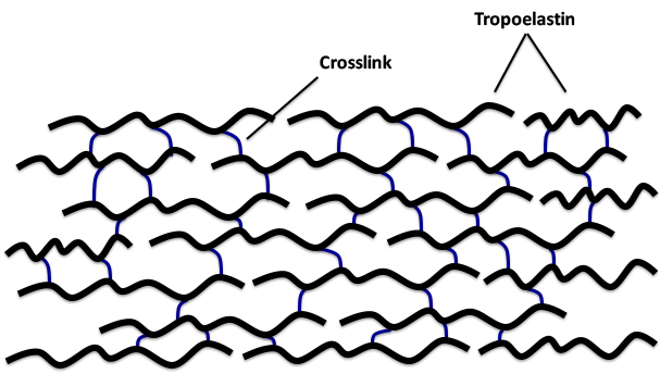 molecular assembly of elastin