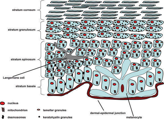 diagram of the epidermis