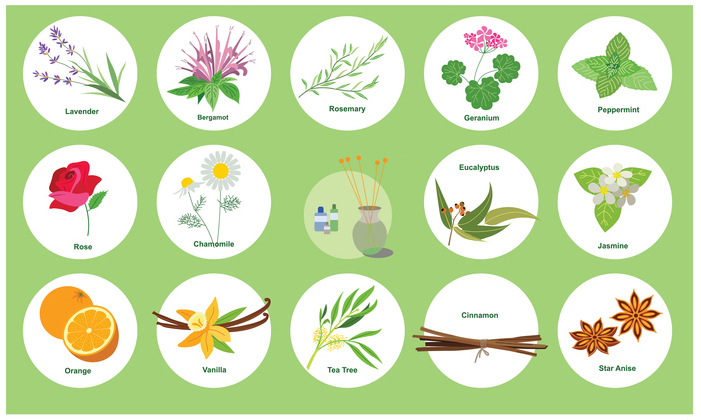 illustration of plant essential oils