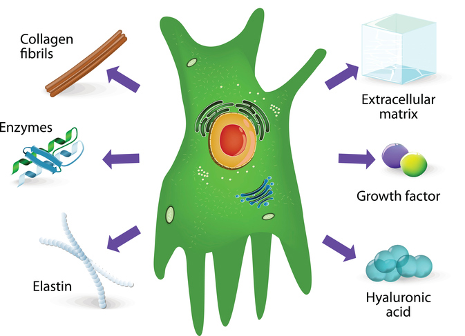 illustration of a fibroblast