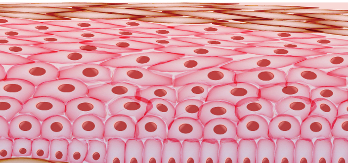 illustration of keratinocytes forming the epidermis