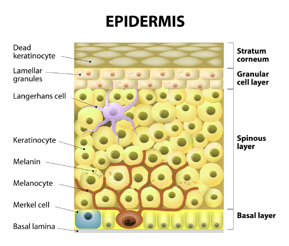 illustration of the epidermis