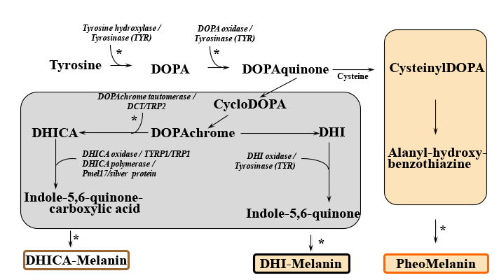 schematic of the melanin biosynthesis pathway