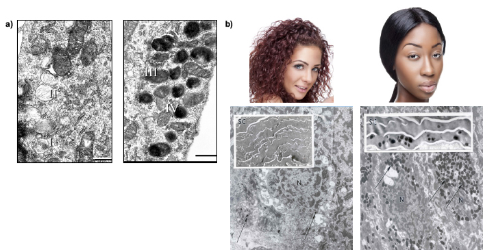 Illustration of melanosome development