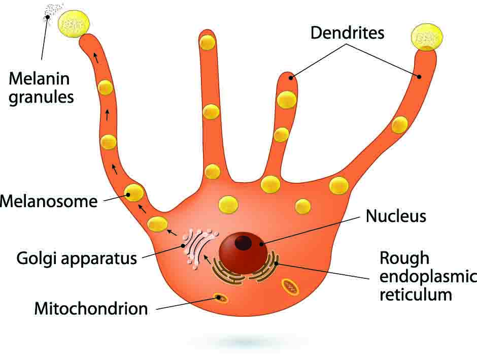 illustration of a melanocyte