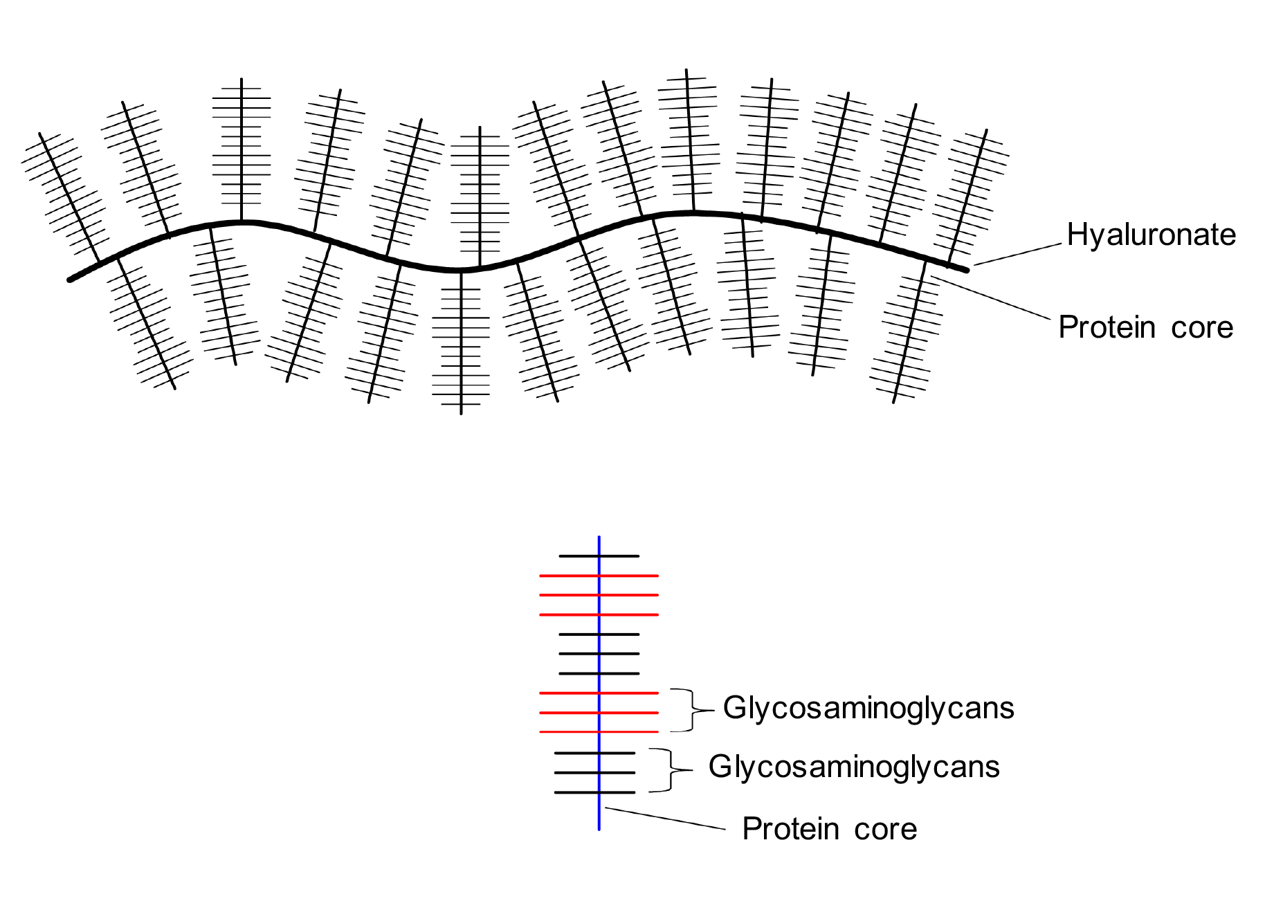 structure of a proteoglycan