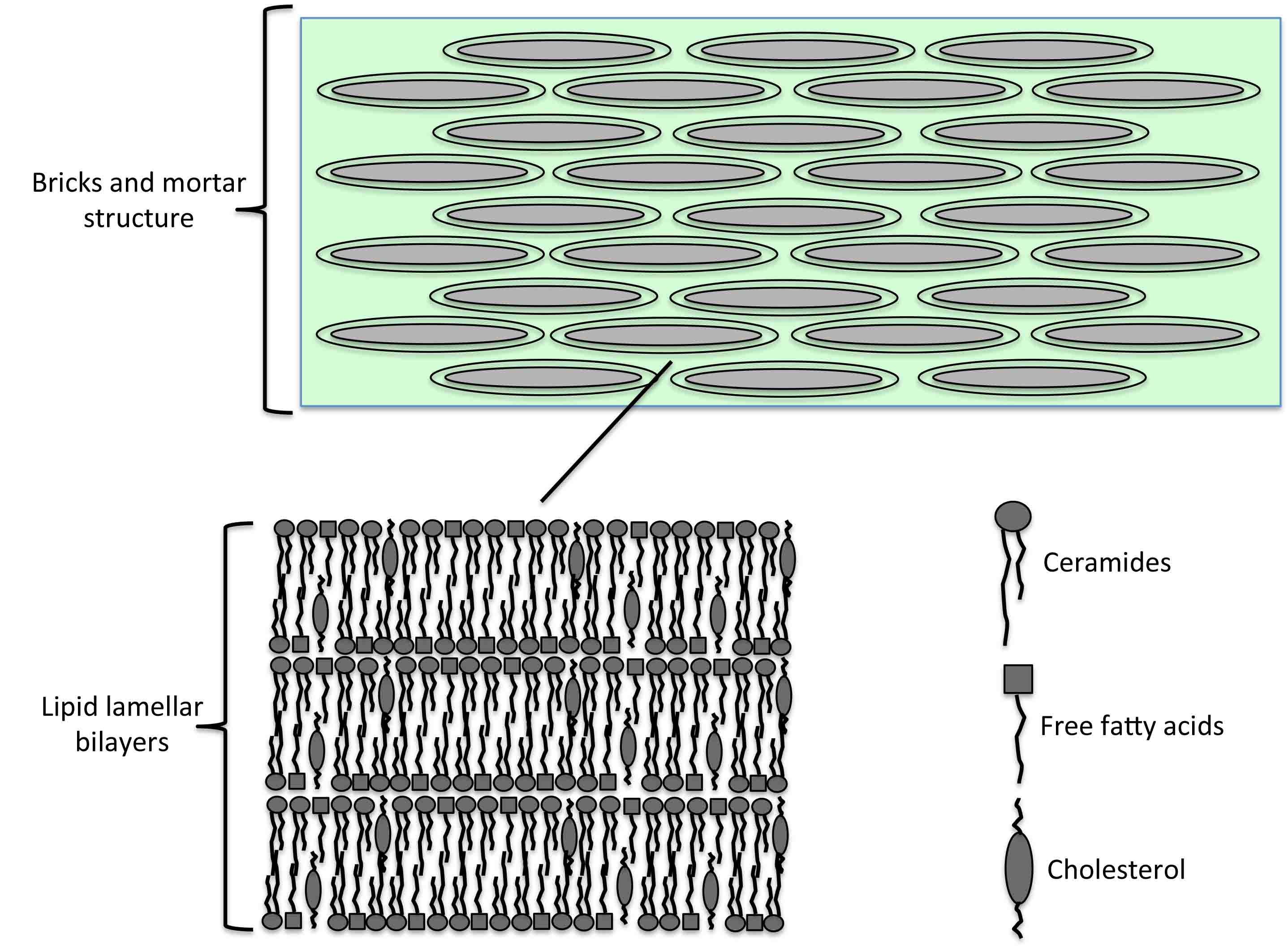 diagram of the bricks and mortar structure of stratum corneum