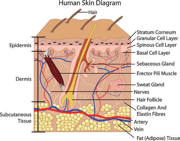 diagram of the skin