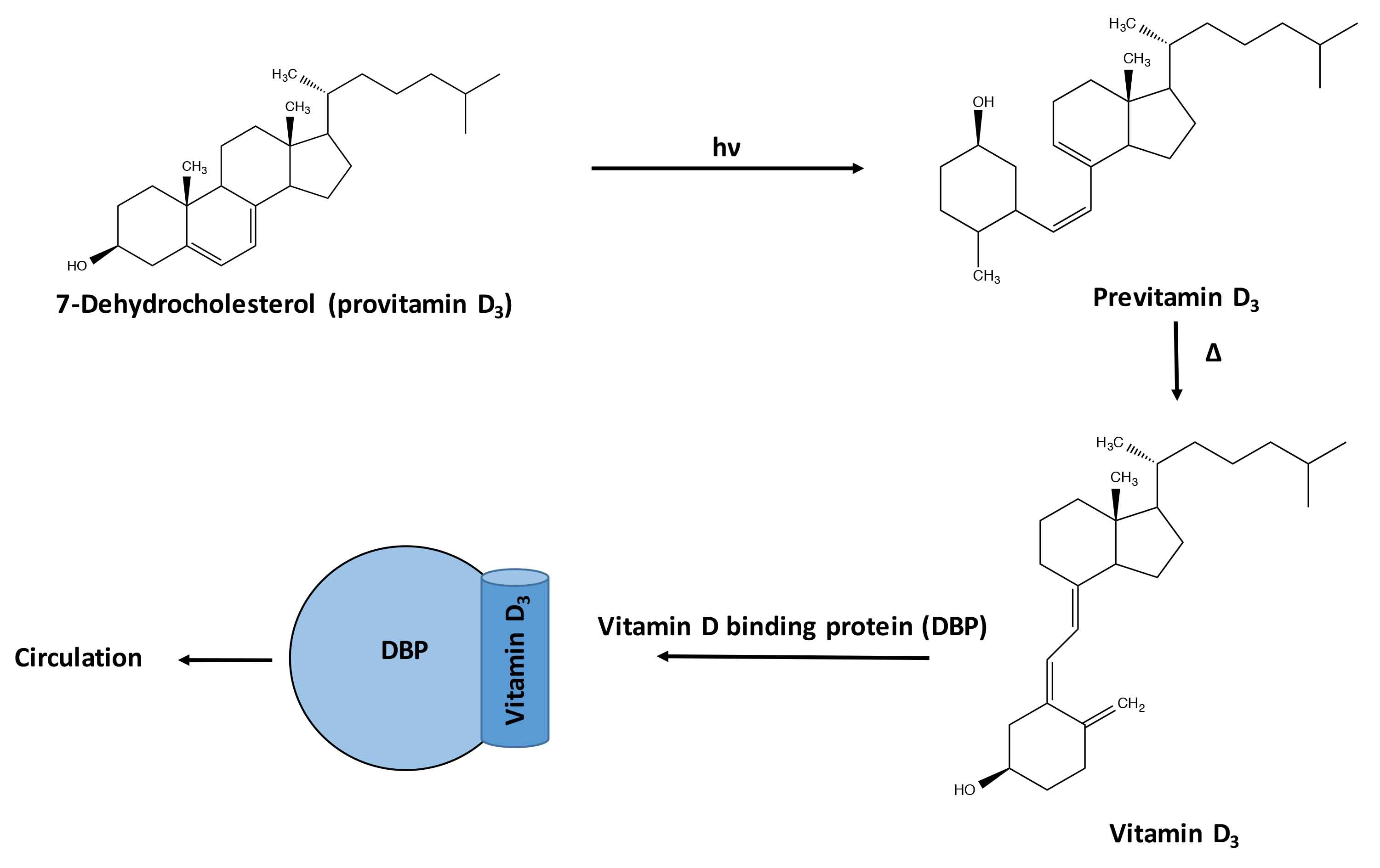 molecular structures and schematic of the conversion of provitamin d3 to vitamin d3