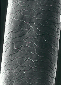 scanning electron microscope image of hair