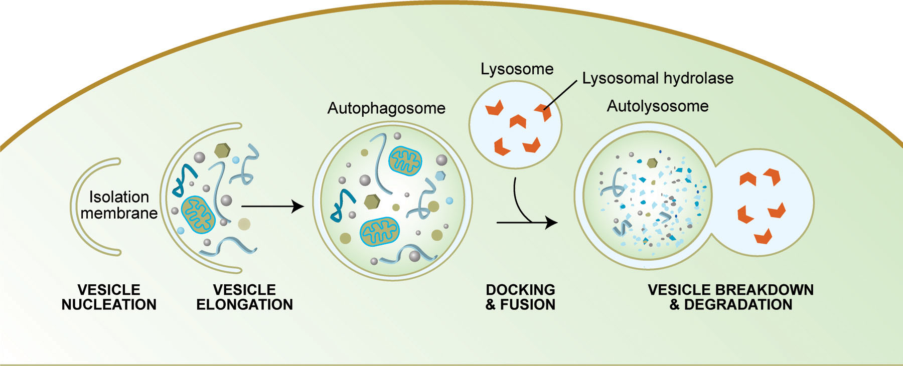 illustration of the process of autophagy