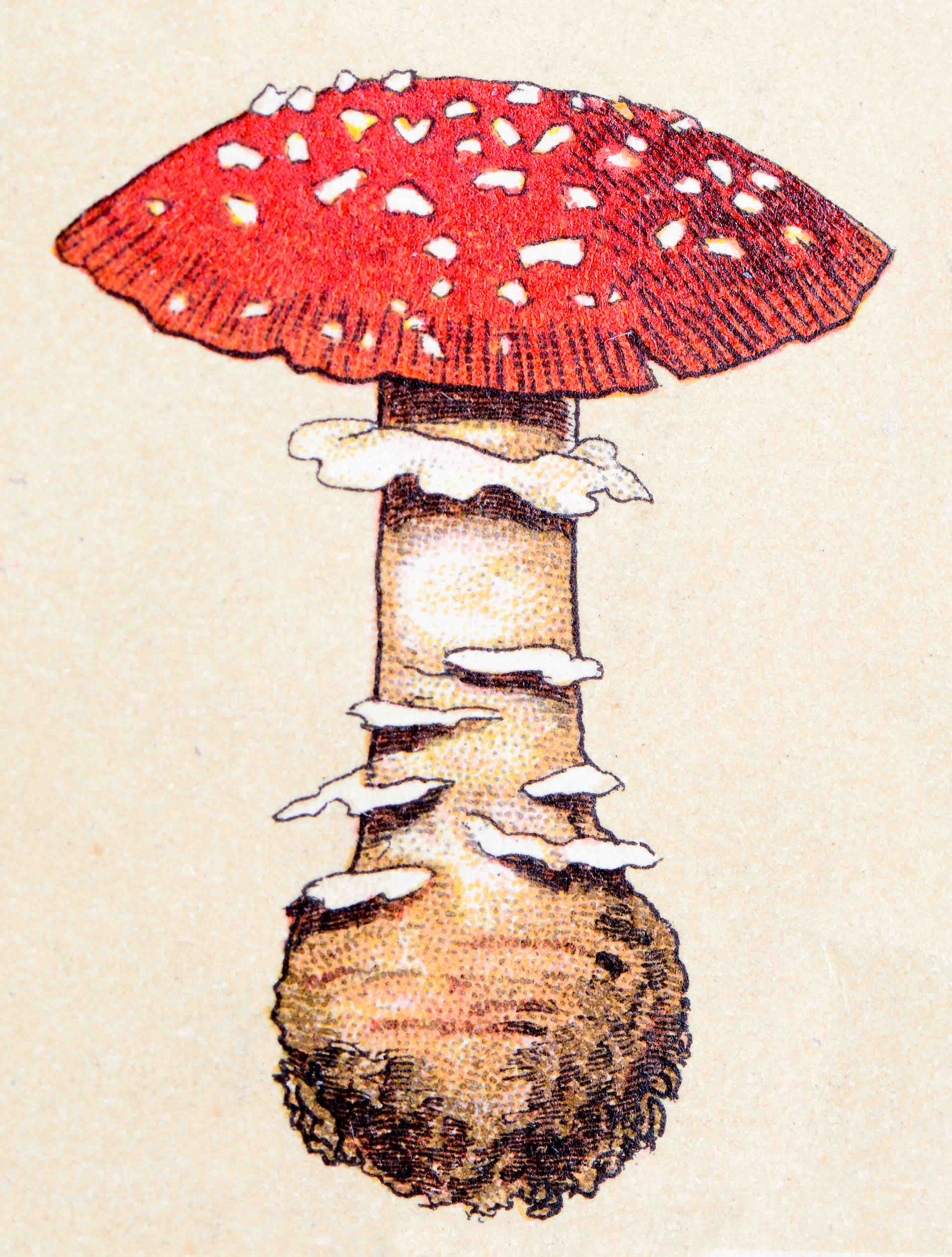 illustration of a mushroom