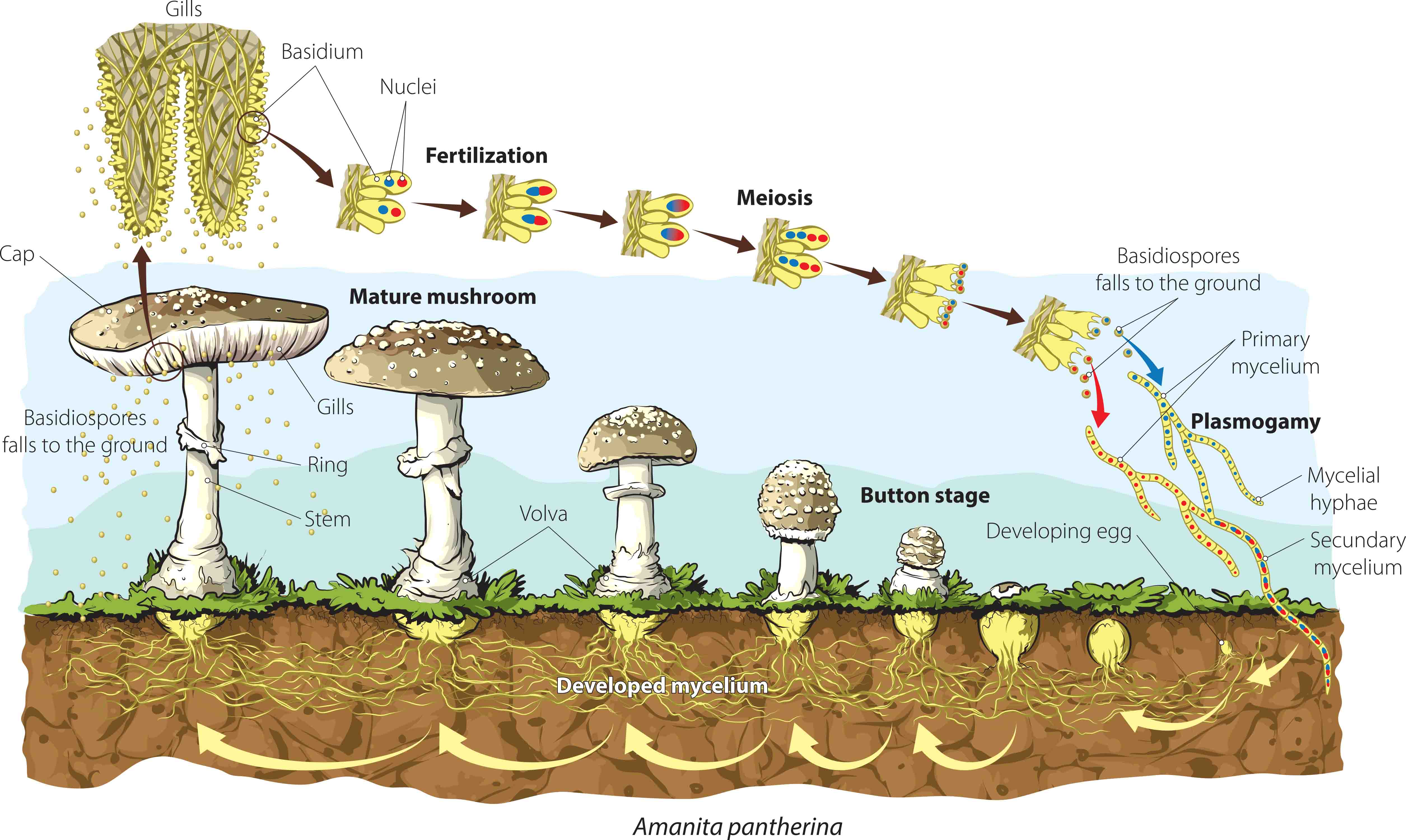 illustration of mushroom growth