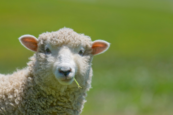 photograph of a sheep
